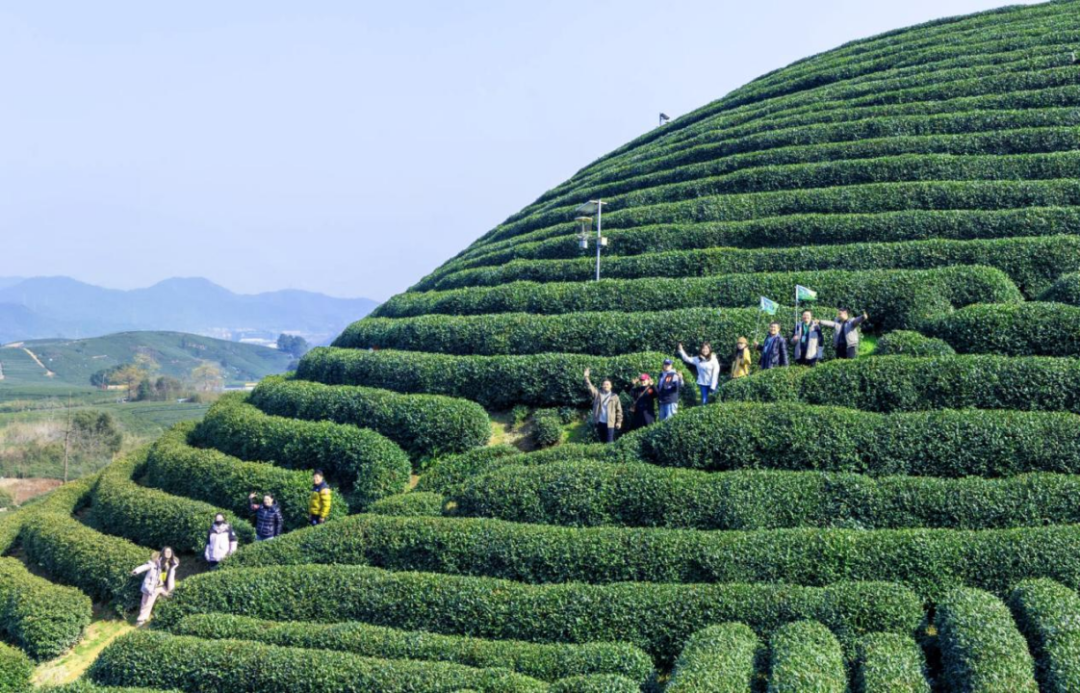 尊龙凯时(中国)人生就是搏!狮峰2025年茶山行“狮峰揽春”圆满举行